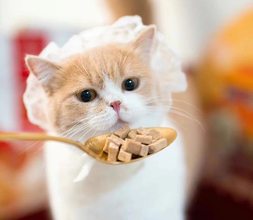 這屆年輕人為何熱衷養寵物？寵物食品市場迎來新機遇